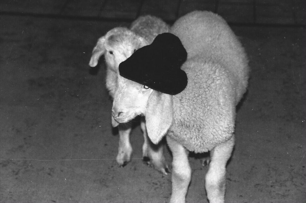 A Liacht is aufkemma (Dezember 1993)
